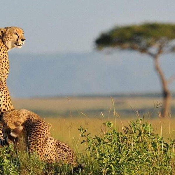 09 DAYS BEST KENYA AND TANZANIA BUDGET SAFARI